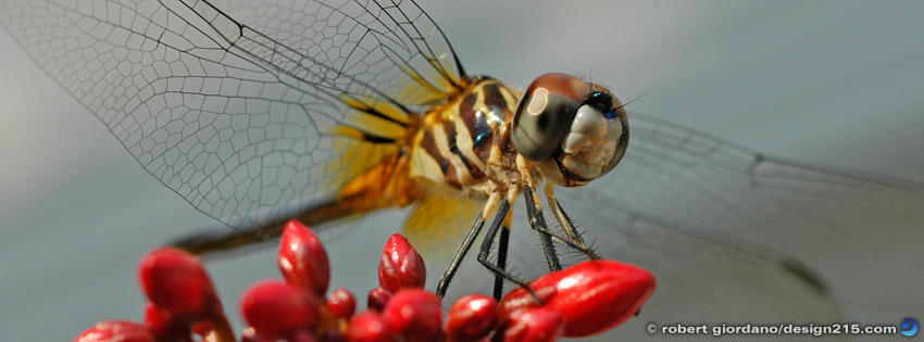 Dragonfly - Facebook Cover Photos