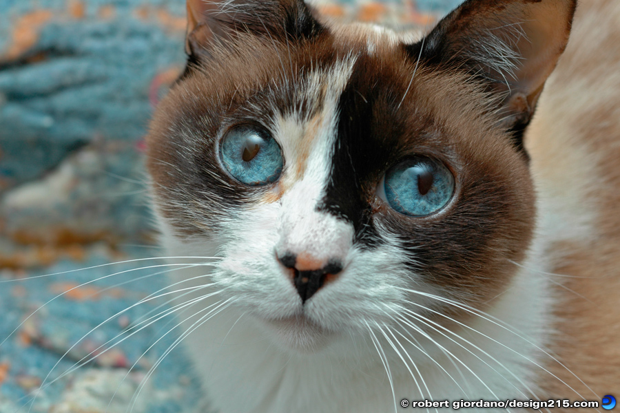 Kitten with Blue Eyes - Nature Photography