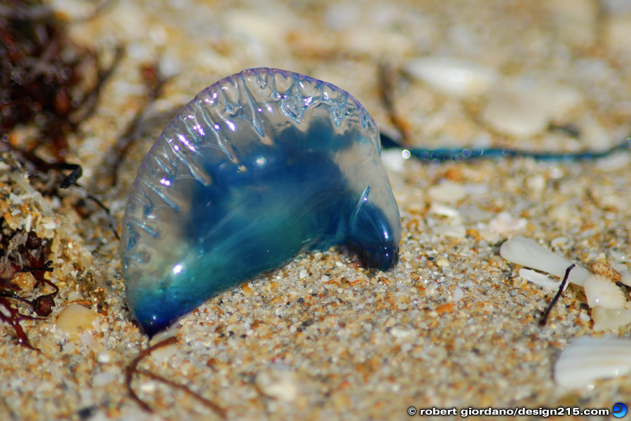 Portuguese Man o' War - Nature Photography