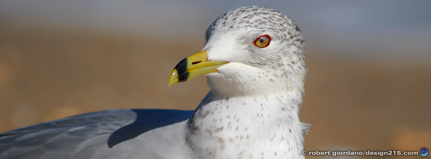 Seagull Macro - Facebook Cover Photos