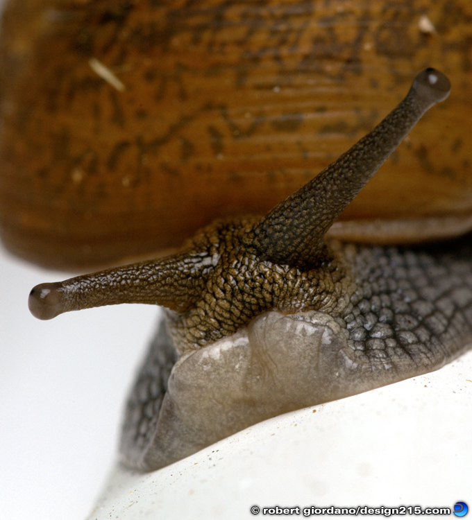 Land Snail Macro - Nature Photography