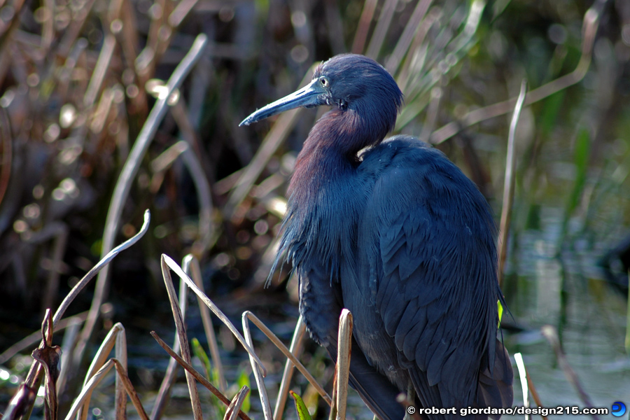 Wakodahatchee Wetlands - Nature Photography