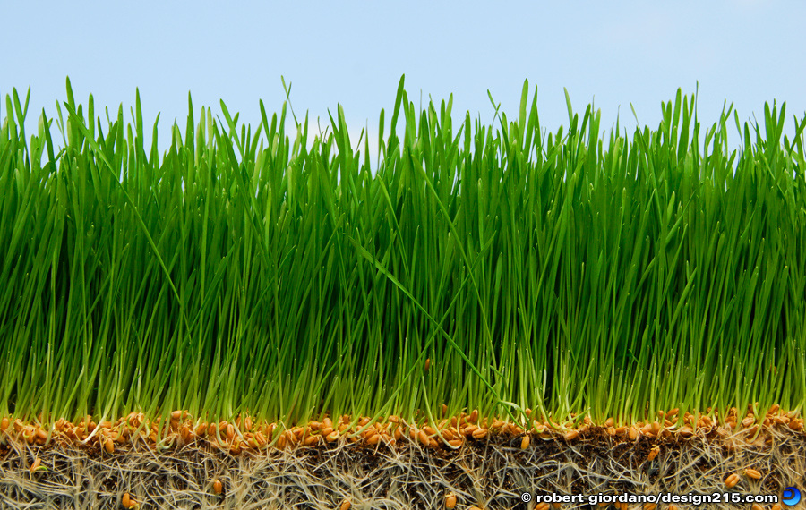 Wheatgrass - Food Photography