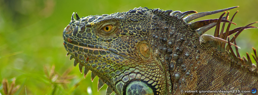 Wild Iguana - Facebook Cover Photos